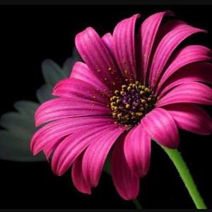 Meet your Posher, Sheri